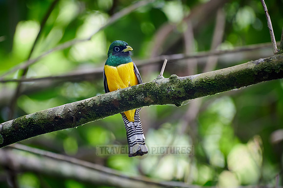 Black-throated trogon (Trogon rufus)