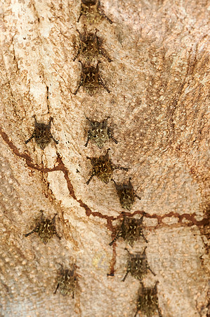 Proboscis bats or long-nosed bats (Rhynchonycteris naso)