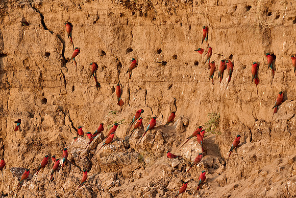 Kolonie Karminspinte (Merops nubicus) |southern carmine bee-eater (Merops nubicoides)|