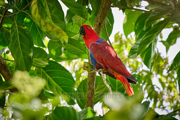 Papuan eclectus, red-sided eclectus or New Guinea eclectus, Eclectus roratus
