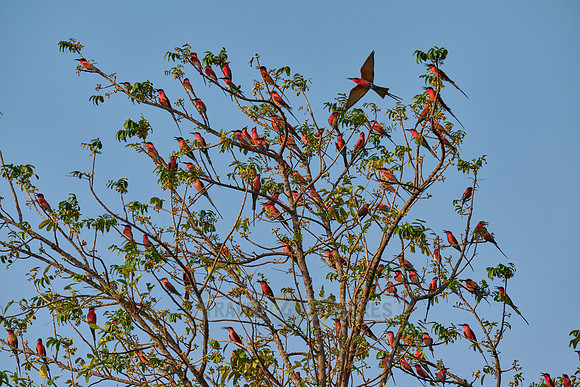 Karminspinte (Merops nubicus) |southern carmine bee-eater (Merops nubicoides)|
