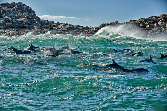 herd of hunting bottlenose dolphin