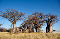 Baines Baobabs