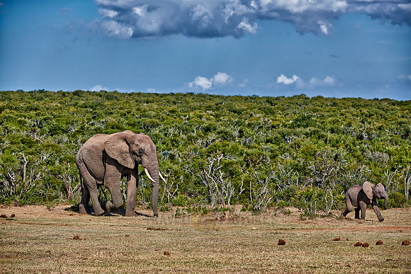 elephants with youngster