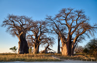 Baines Baobabs, Botswana 06-2025