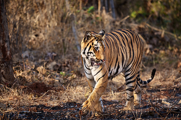 Bengal tiger (Panthera tigris tigris)