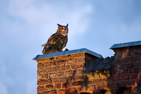 Eurasian eagle-owl (Bubo bubo) on a roof