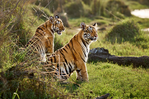 two Bengal tiger cubs (Panthera tigris tigris)