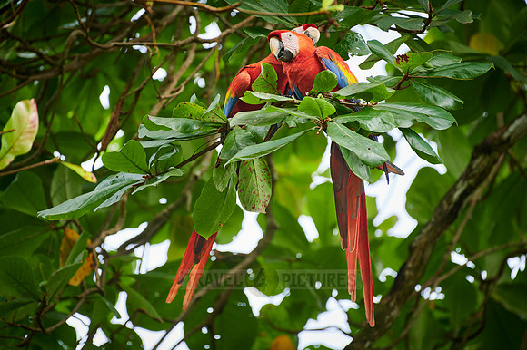pair of Scarlet macaw (Ara macao)