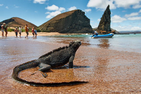 Marine Iguana and tourists at beach with rock formation