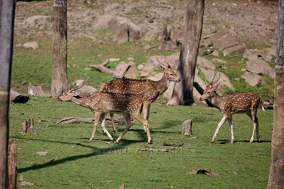 Spotted Deer or Chital (Axis axis)