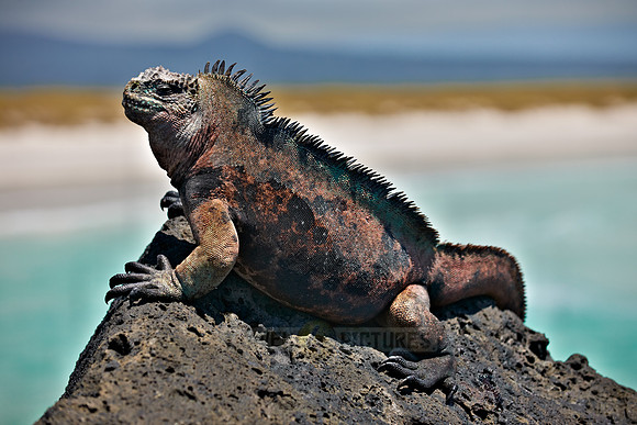 Marine Iguana, Amblyrhynchus cristatus