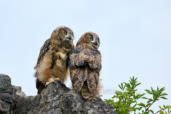 Eurasian eagle-owl (Bubo bubo), two youngster on a rock