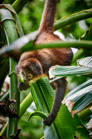 ornate spider monkey (Ateles geoffroyi ornatus)