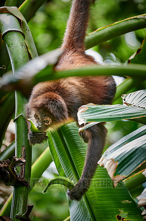 ornate spider monkey (Ateles geoffroyi ornatus)