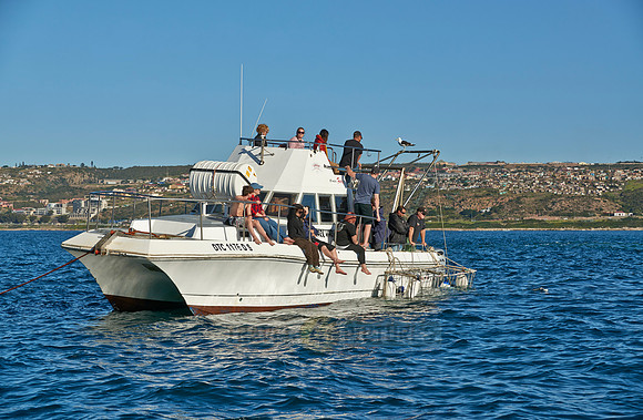 cage diving boat with tourists waiting for the Great White Shark