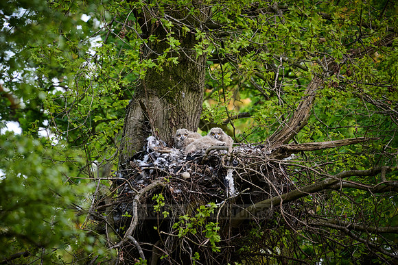 Eurasian eagle-owl (Bubo bubo), Chicks in a nest on a tree