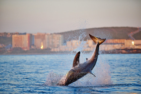 breaching great white shark, Carcharodon carcharias