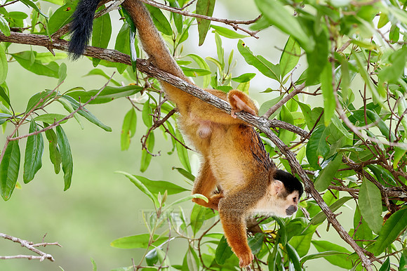 Central American squirrel monkey or red-backed squirrel monkey