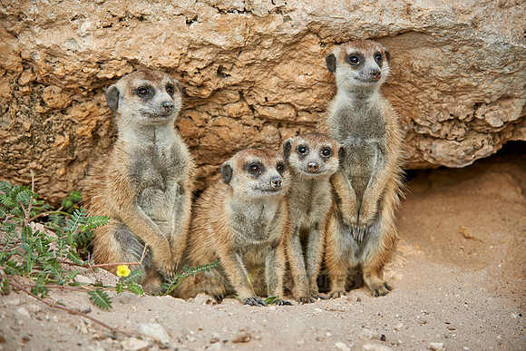 meerkat or suricate, Suricata suricatta