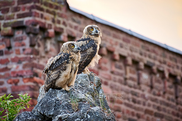 Eurasian eagle-owl (Bubo bubo), two youngster on a rock