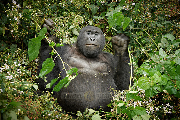 eating mountain gorilla [Gorilla beringei beringei]