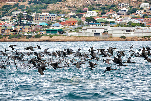 huge swarm of cormorants in Mossel Bay