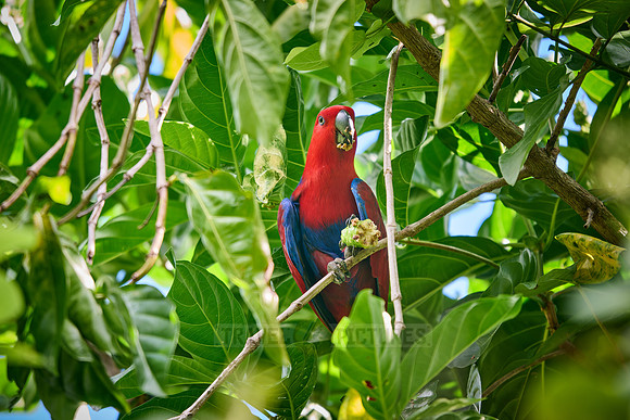 Papuan eclectus, red-sided eclectus or New Guinea eclectus, Eclectus roratus