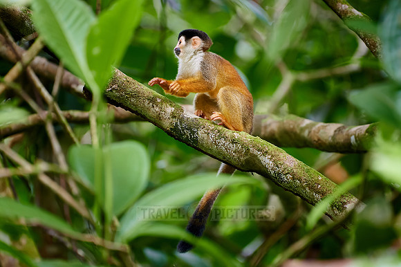 Central American squirrel monkey or red-backed squirrel monkey