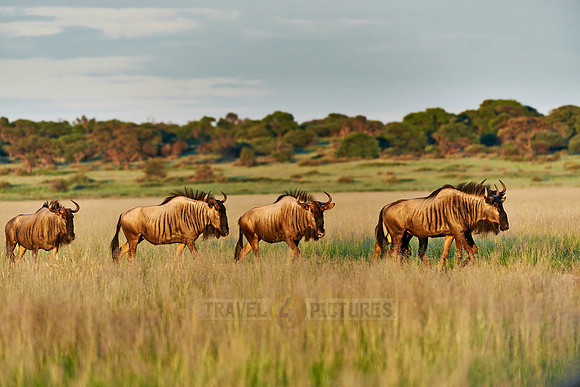 Blue wildebeests, Mabuasehube