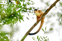 Central American squirrel monkey or red-backed squirrel monkey