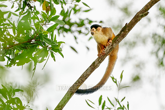 Central American squirrel monkey or red-backed squirrel monkey