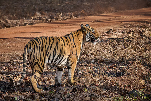Bengal tiger (Panthera tigris tigris)