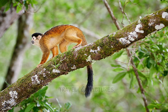 Central American squirrel monkey or red-backed squirrel monkey