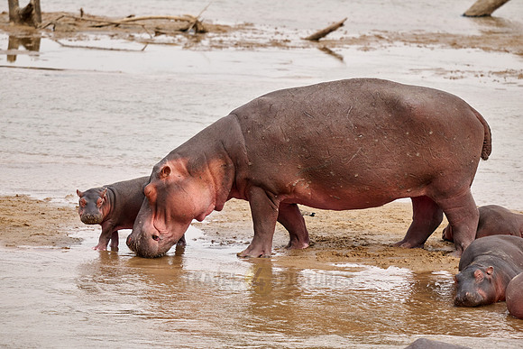herd of hippos (Hippopotamus amphibius) with babys in Luangwa river
