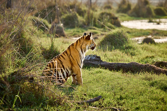 Bengal tiger cub (Panthera tigris tigris)