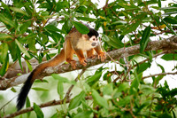 Central American squirrel monkey or red-backed squirrel monkey