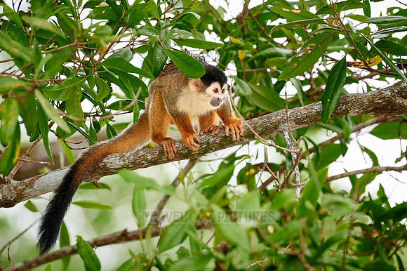 Central American squirrel monkey or red-backed squirrel monkey