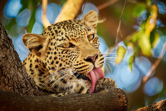portrait of a young African leopard