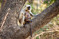 The northern plains gray langur (Semnopithecus entellus), also known as the sacred langur, Bengal sacred langur and Hanuman langur