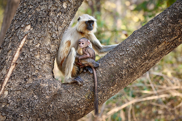 The northern plains gray langur (Semnopithecus entellus), also known as the sacred langur, Bengal sacred langur and Hanuman langur
