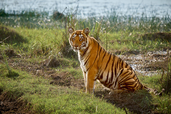 Bengal tiger cub (Panthera tigris tigris)