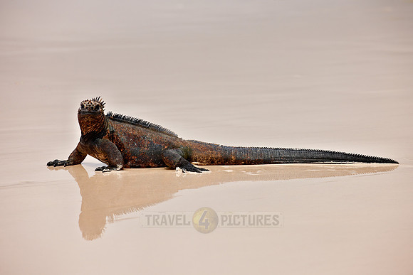 Marine Iguana, Amblyrhynchus cristatus