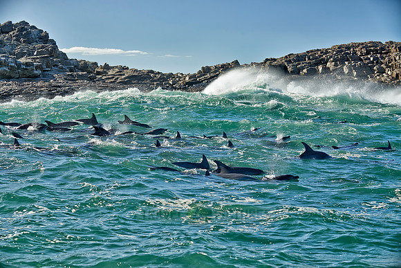 herd of hunting bottlenose dolphin