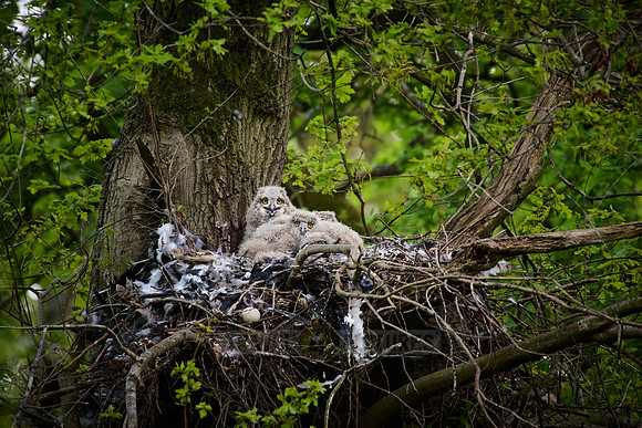Eurasian eagle-owl (Bubo bubo), Chicks in a nest on a tree