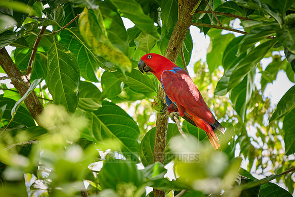 Papuan eclectus, red-sided eclectus or New Guinea eclectus, Eclectus roratus