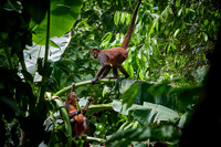 ornate spider monkey (Ateles geoffroyi ornatus)