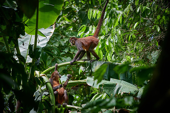 ornate spider monkey (Ateles geoffroyi ornatus)