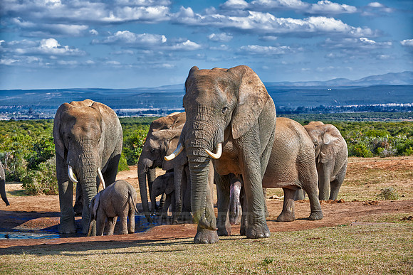 big male African bush elephant