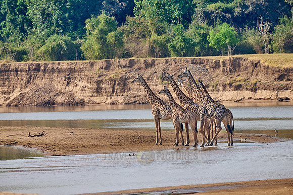 Thornicroft's giraffe (Giraffa camelopardalis thornicrofti)